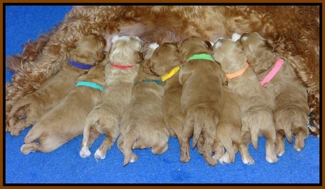 Ellie Parson pups 2 weeks old 191