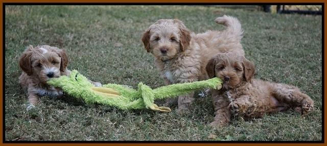 Ellie Parson pups 7 wks old 471