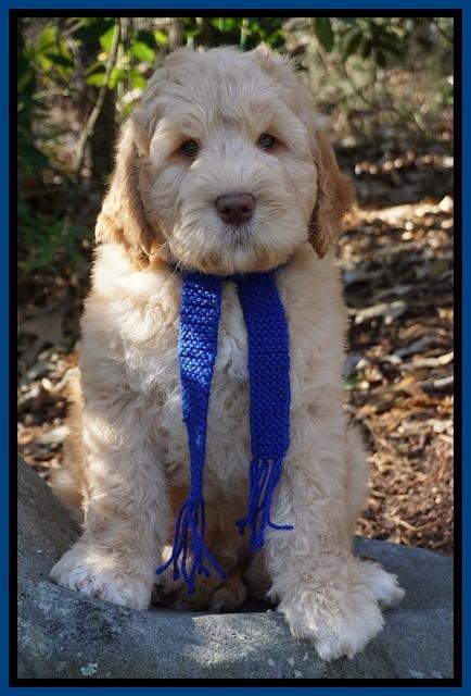 London Raki 8 wks old 1600