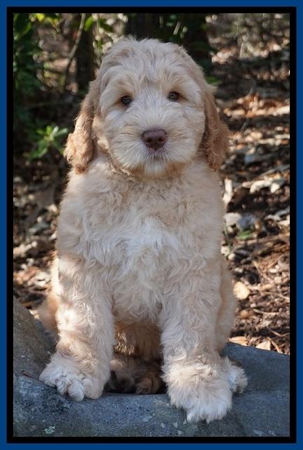 London Raki 8 wks old 4600