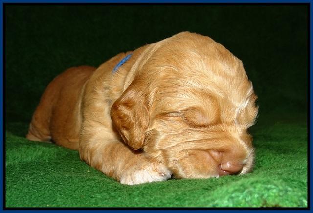 London Raki pups 2 wks old 11