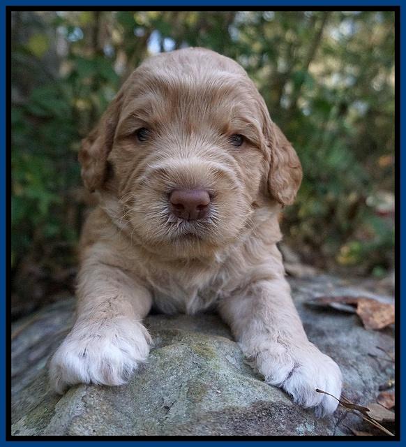 London Raki pups 3 wks old 11