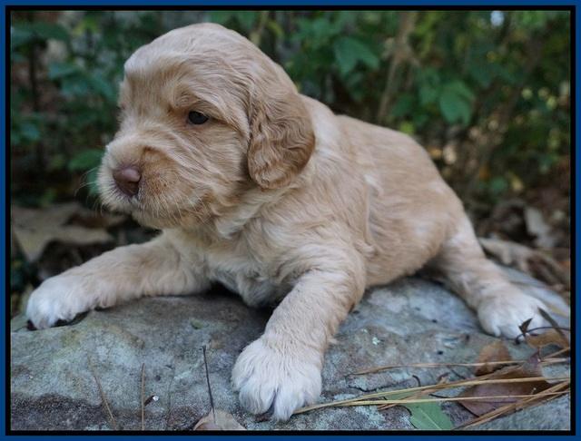 London Raki pups 3 wks old 21