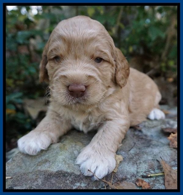 London Raki pups 3 wks old 31