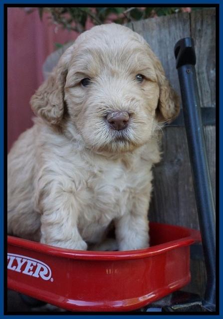 London Raki pups 4 wks old 41