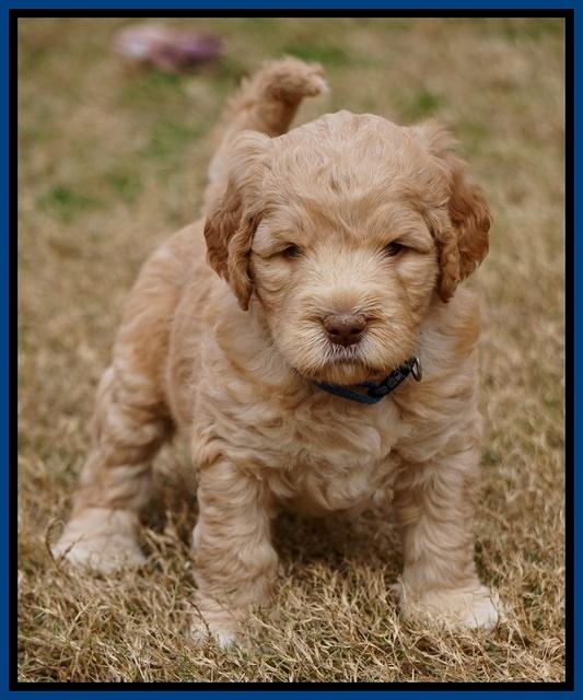 London Raki pups 5 wks old 1100