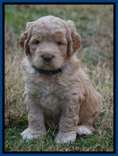 London Raki pups 5 wks old 3100