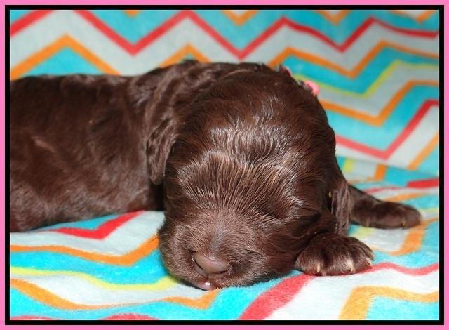 London Raki pups 1 wk old 41