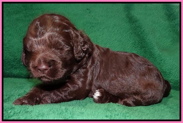 London Raki pups 2 wks old 161