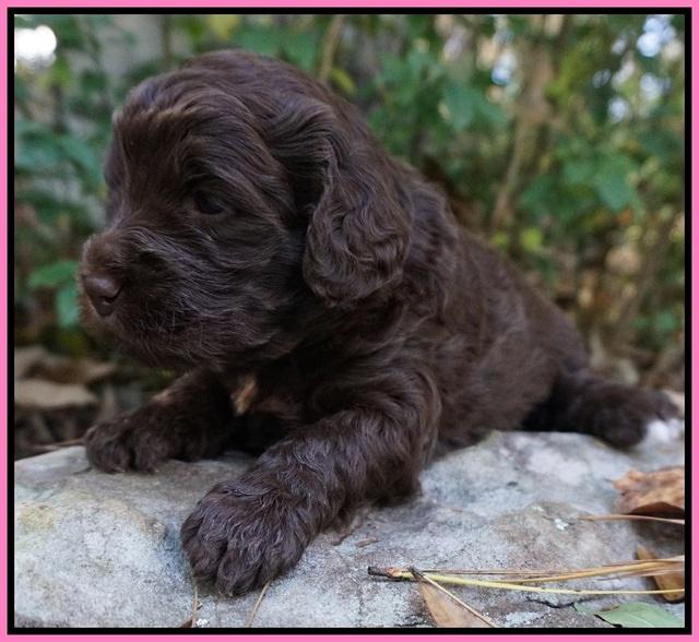 London Raki pups 3 wks old 171