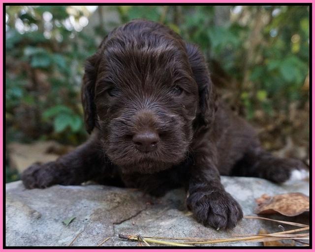 London Raki pups 3 wks old 181