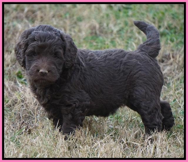 London Raki pups 5 wks old 5100