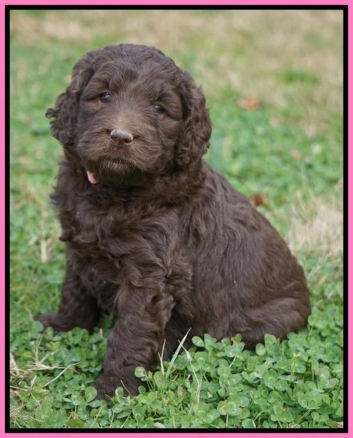 London Raki pups 5 wks old 7100