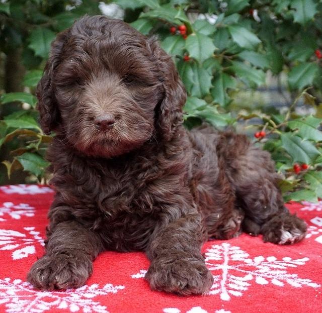 London Raki pups 7 wks old 41