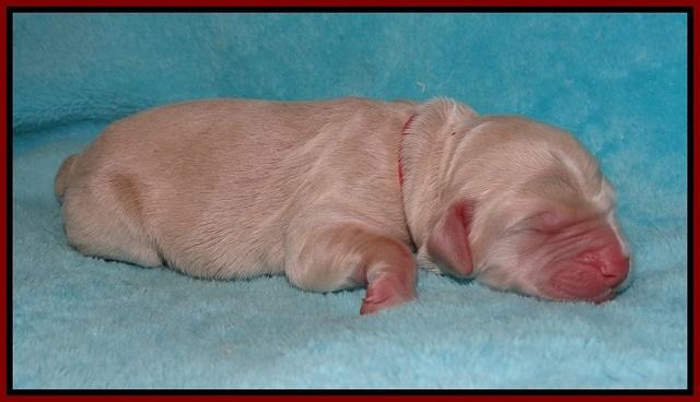 London Raki Newborn individuals 51
