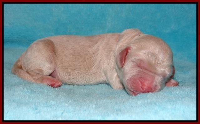 London Raki Newborn individuals 61