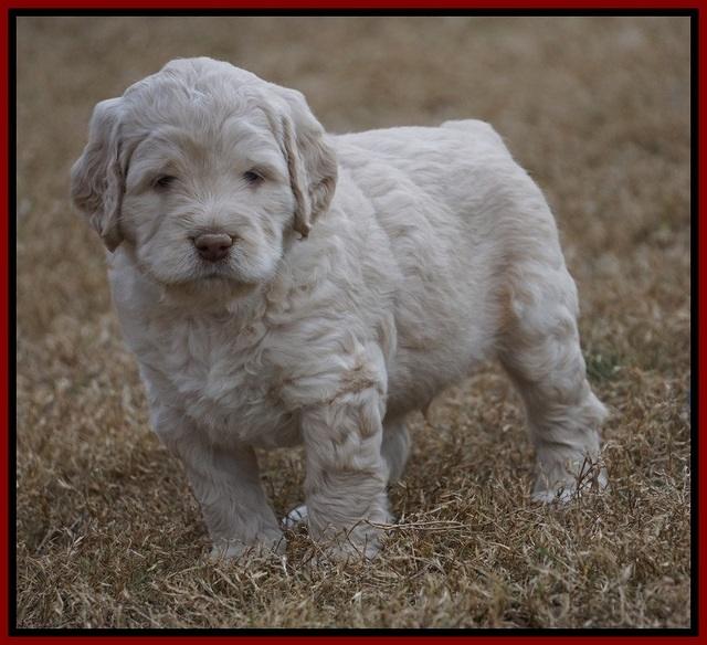 London Raki pups 5 wks old 8100