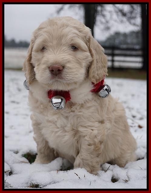 London Raki pups 6 wks old 61