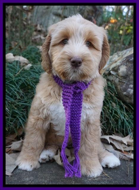 London Raki 8 wks old 250