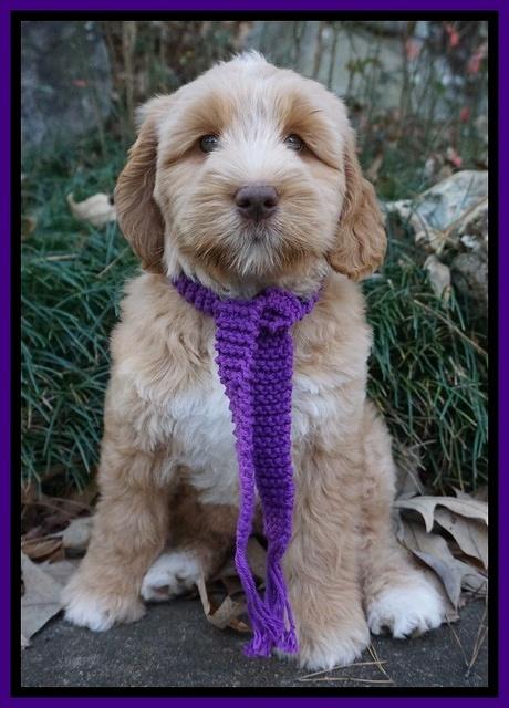 London Raki 8 wks old 350