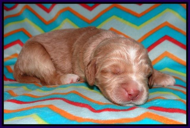 London Raki pups 1 wk old 91