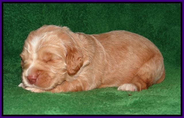 London Raki pups 2 wks old 61
