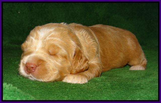 London Raki pups 2 wks old 71