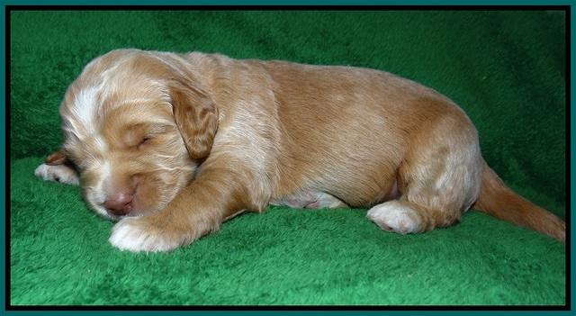 London Raki pups 2 wks old 81