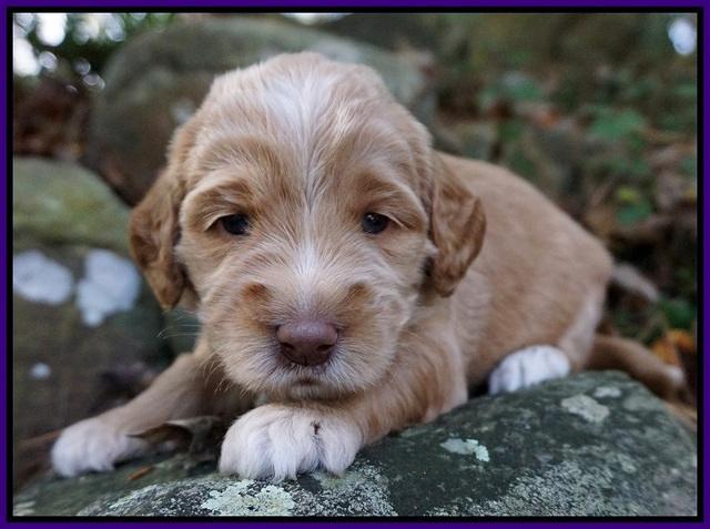 London Raki pups 3 wks old 81