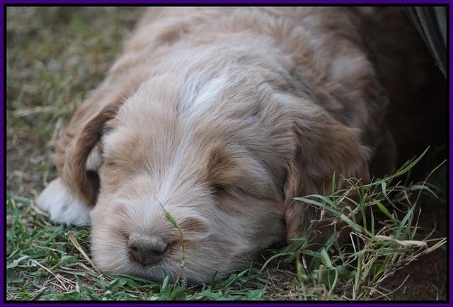 London Raki pups 5 wks old 17100