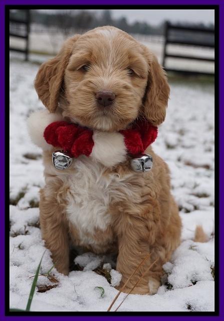 London Raki pups 6 wks old 81