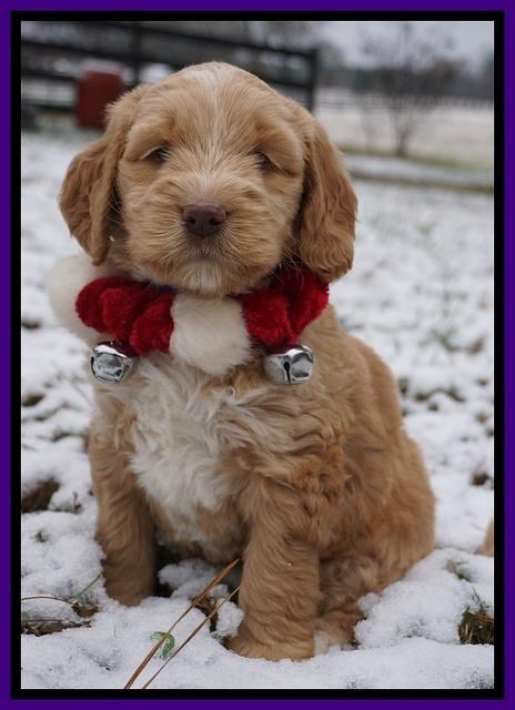 London Raki pups 6 wks old 91