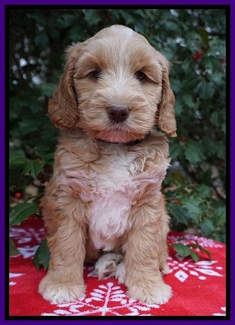 London Raki pups 7 wks old 121