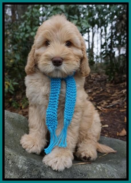 London Raki 8 wks old 91