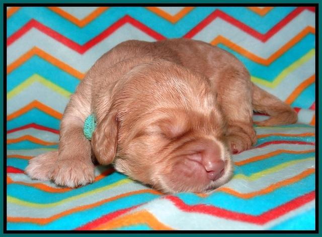 London Raki pups 1 wk old 111