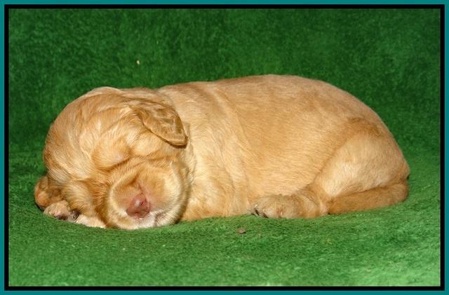 London Raki pups 2 wks old 91