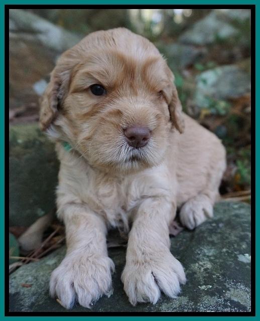 London Raki pups 3 wks old 121