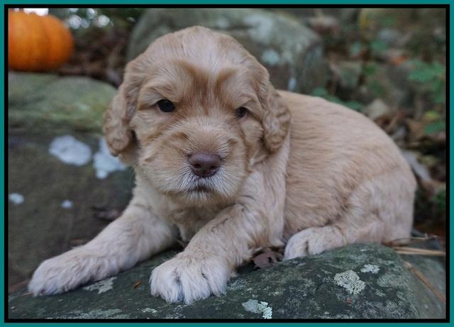 London Raki pups 3 wks old 131