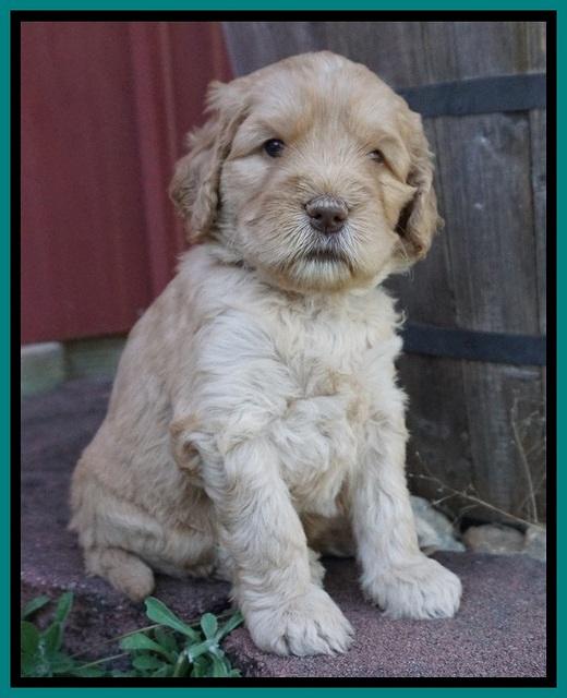 London Raki pups 4 wks old 151