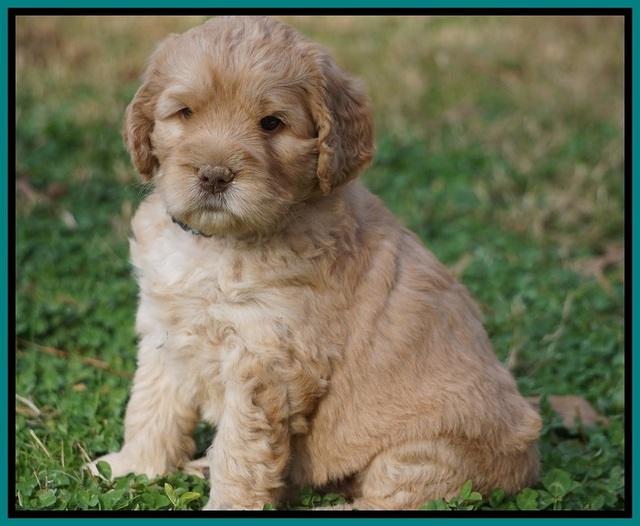 London Raki pups 5 wks old 18100