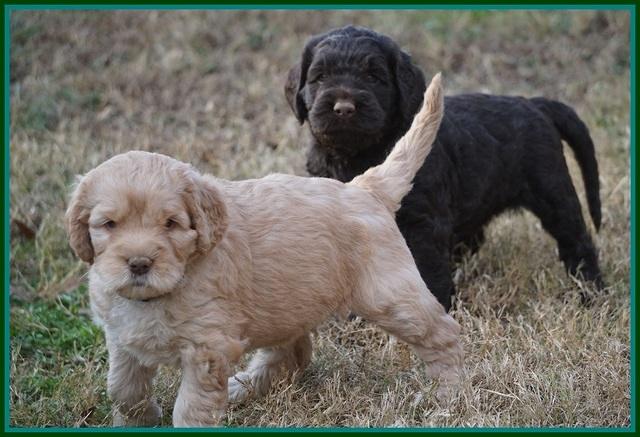 London Raki pups 5 wks old 22100