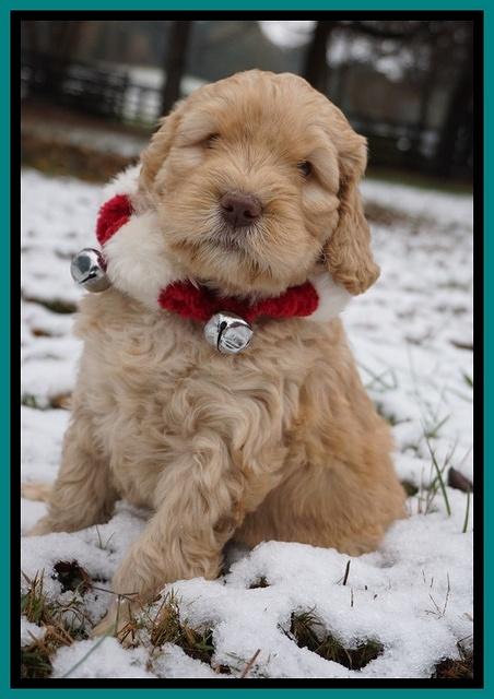 London Raki pups 6 wks old 171