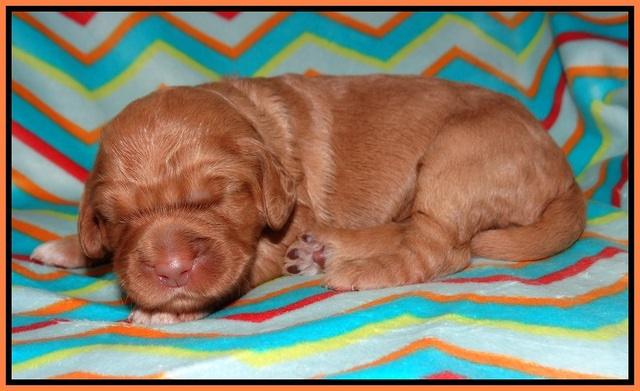 London Raki pups 1 wk old 131