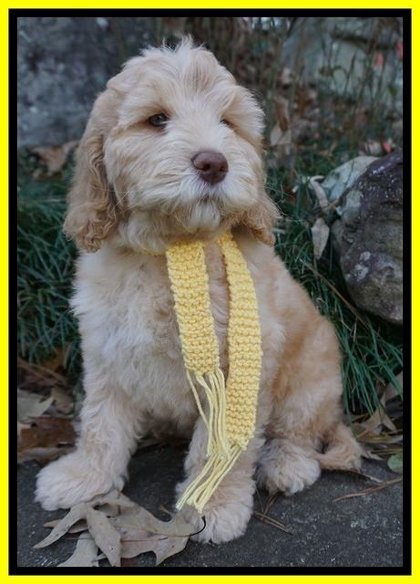 London Raki 8 wks old 550
