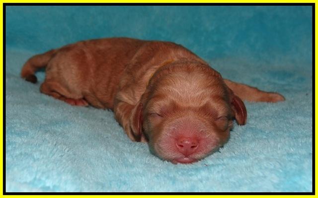 London Raki Newborn individuals 131