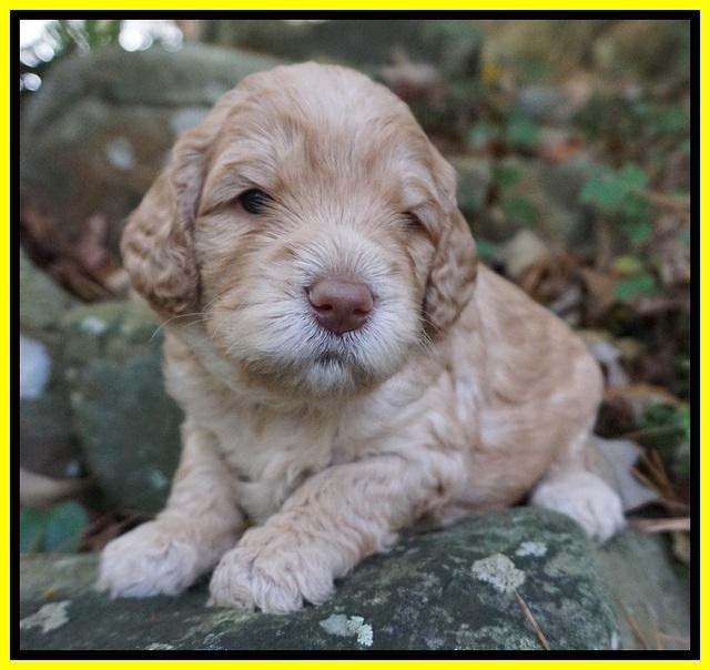 London Raki pups 3 wks old 221