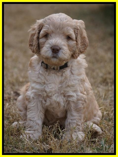 London Raki pups 5 wks old 27100