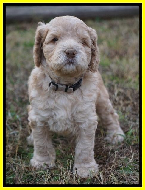 London Raki pups 5 wks old 29100