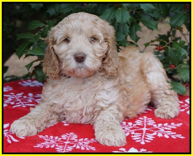 London Raki pups 7 wks old 241