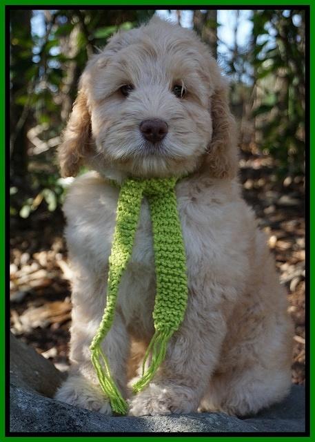 London Raki 8 wks old 5600